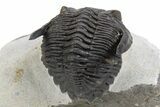 Curled Hollardops Trilobite Fossil - Ofaten, Morocco #301941-2